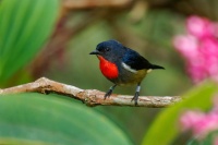 Kvetozob horsky - Dicaeum monticolum - Black-sided Flowerpecker o4295